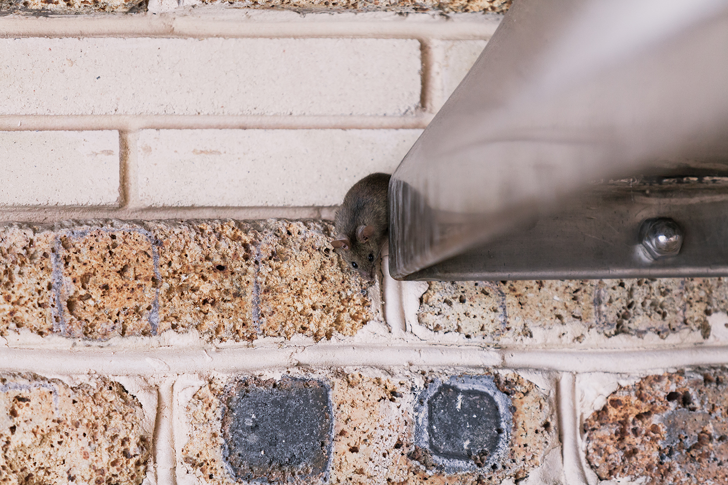 Small mouse crawls out of metal construction